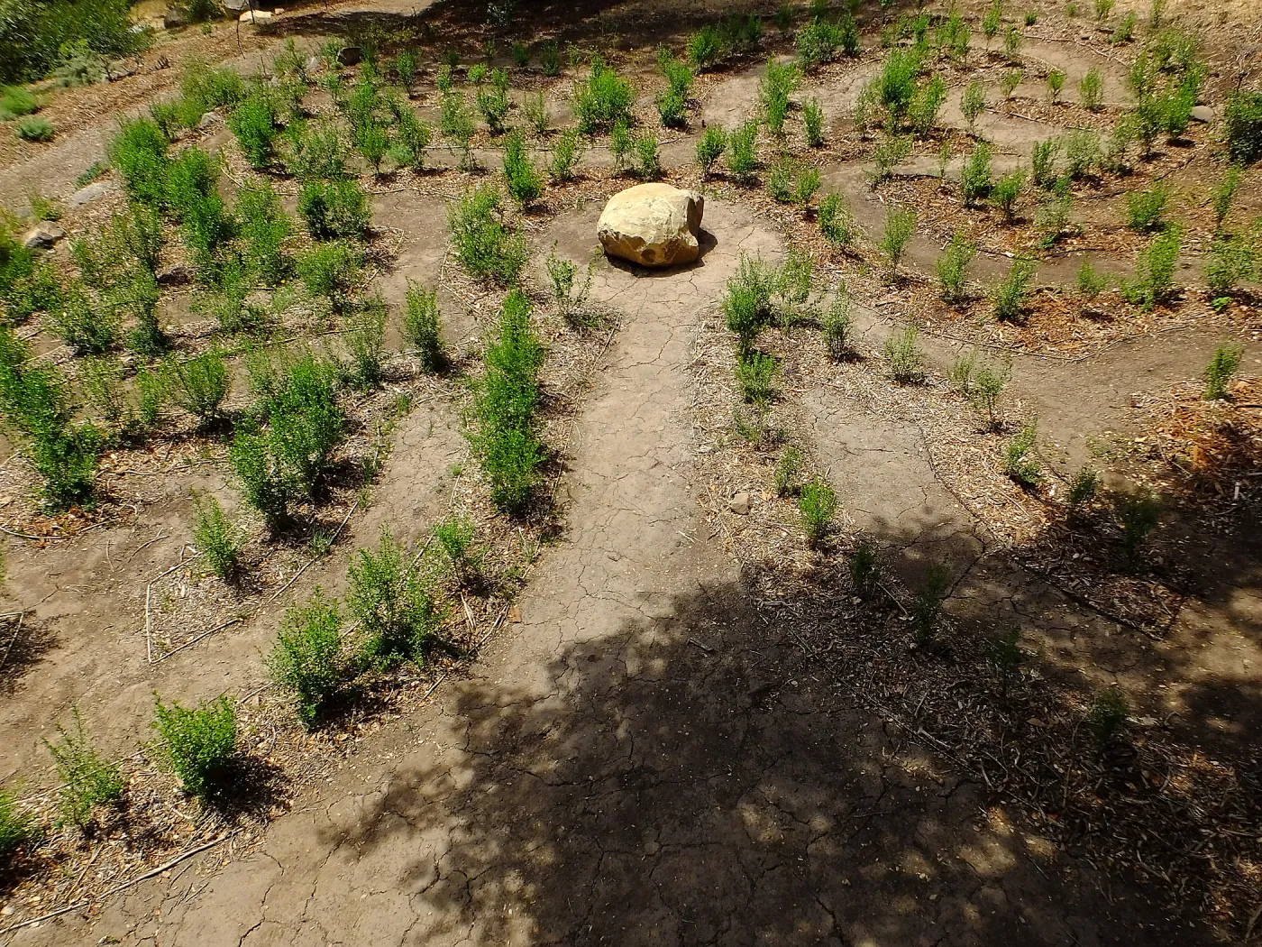 Centennial Maze