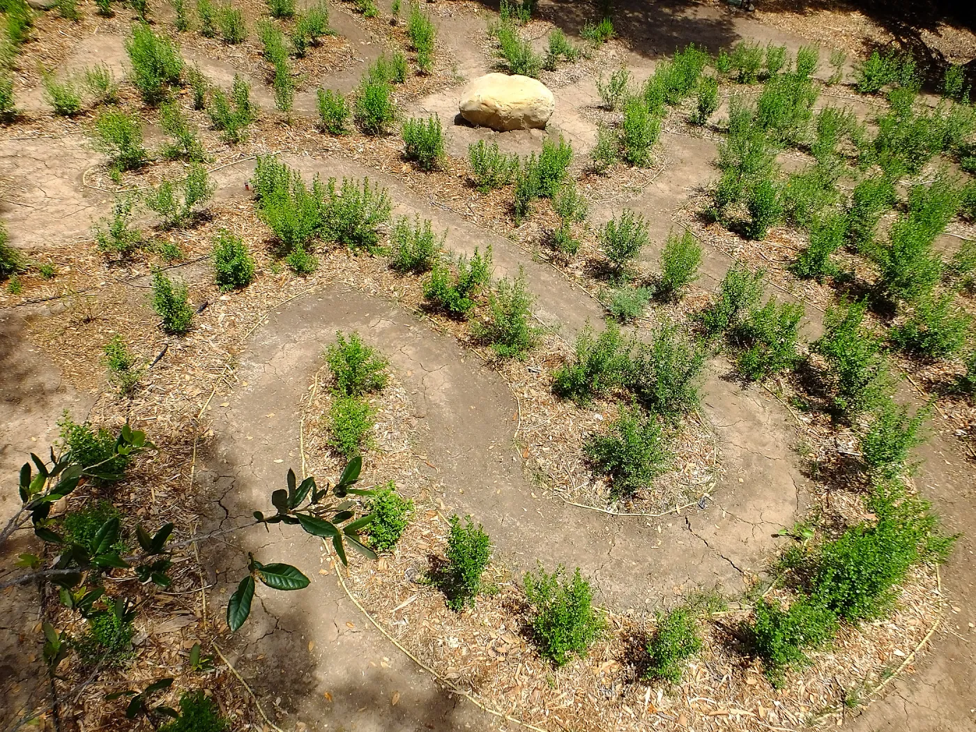 Centennial Maze