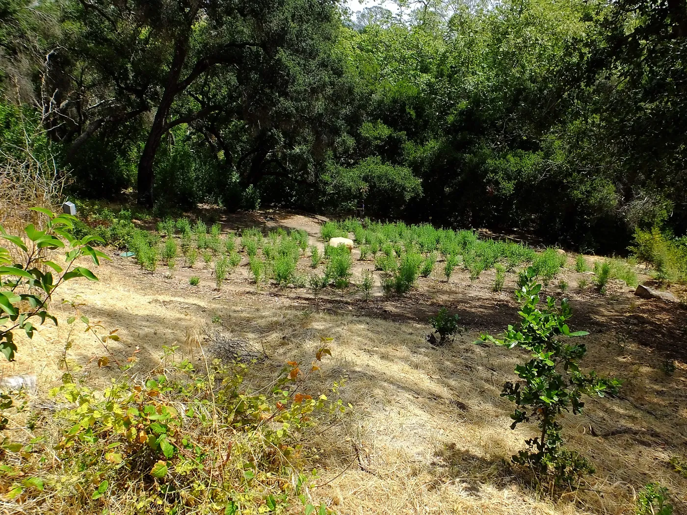 Centennial Maze