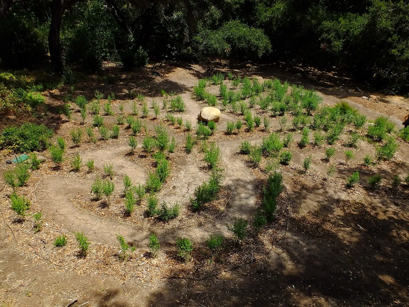 Centennial Maze