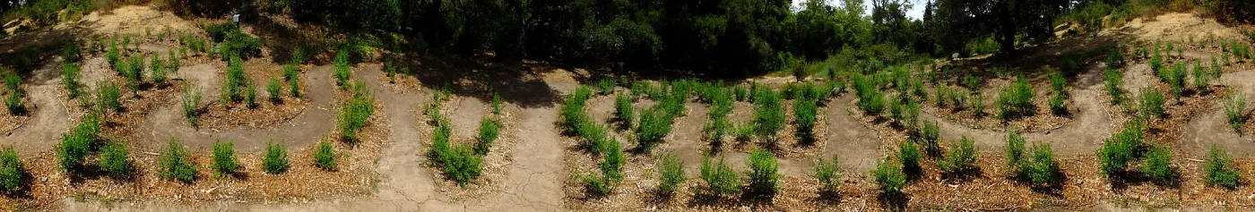 Centennial Maze