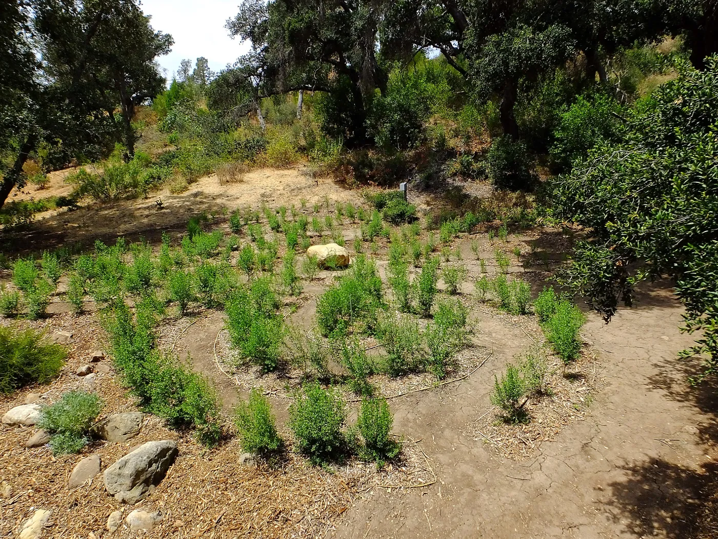 Centennial Maze