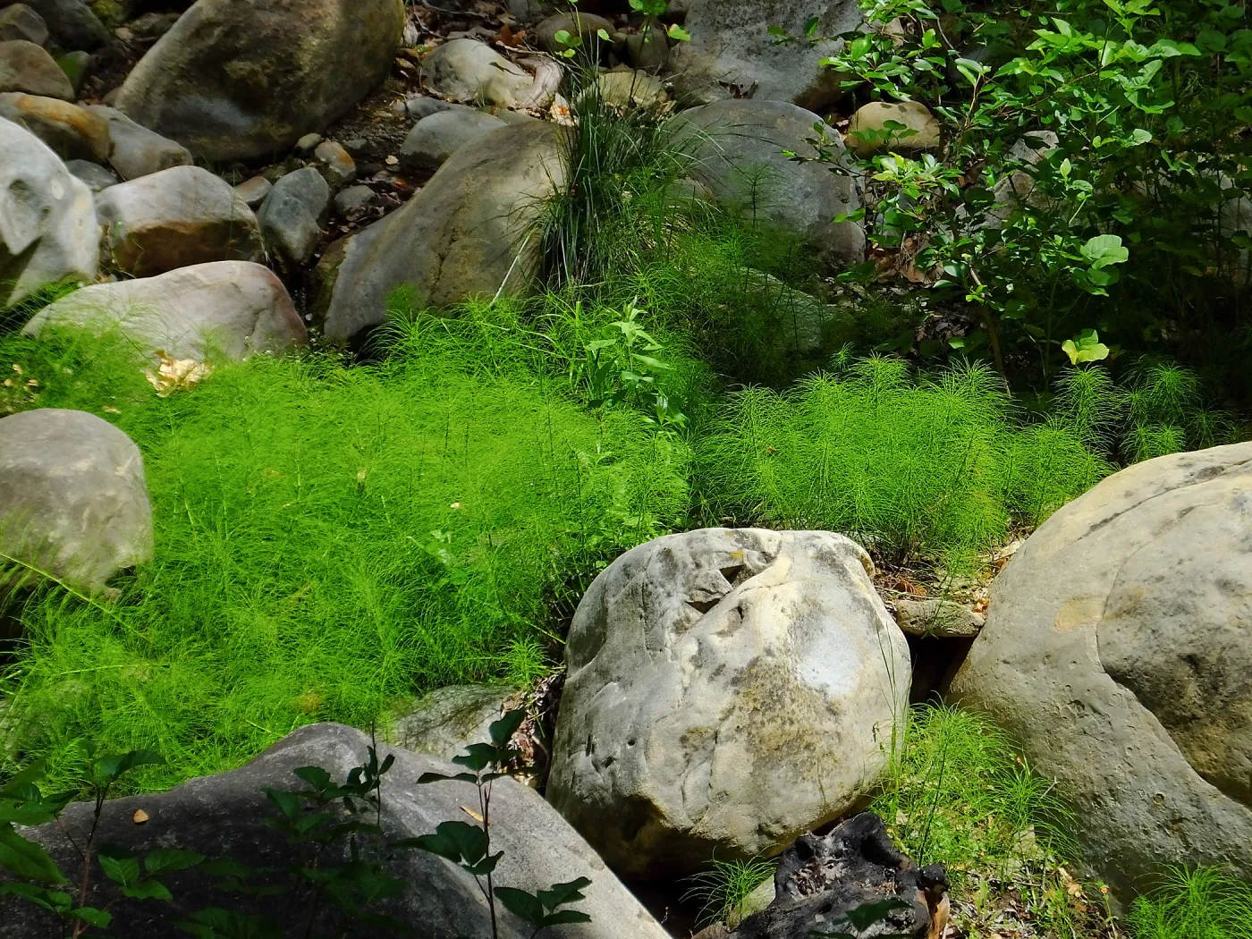 Horsetail in Mission Creek