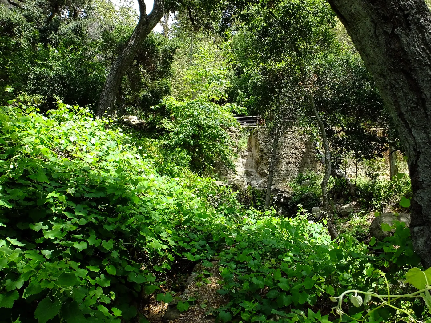 Vitis Rogers Red and Mission Dam