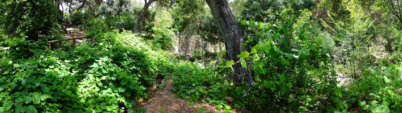 Vitis Rogers Red and Mission Dam