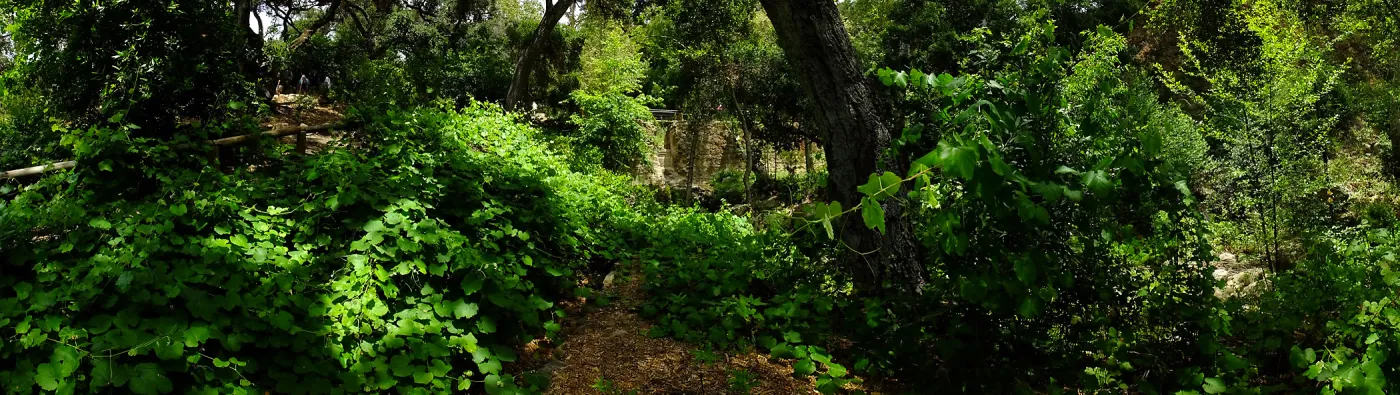 Vitis Rogers Red and Mission Dam