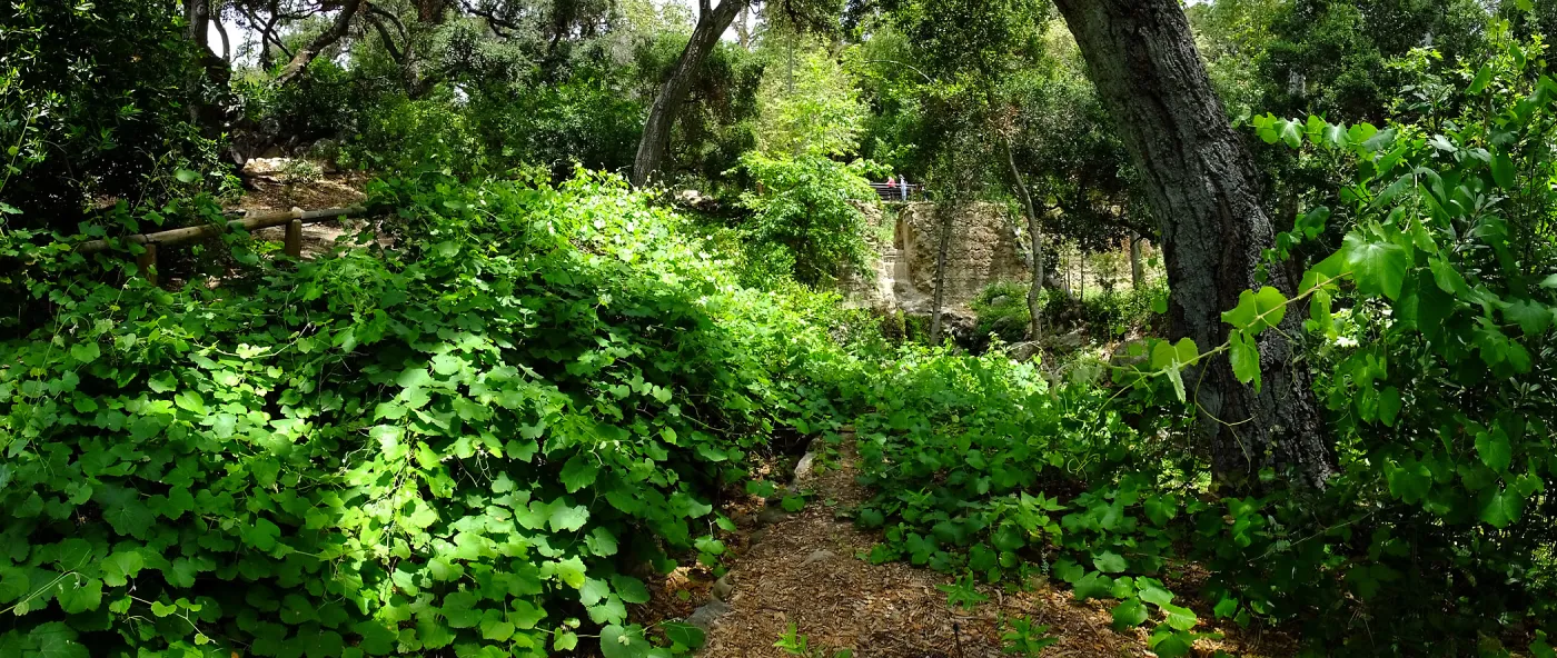 Vitis Rogers Red and Mission Dam