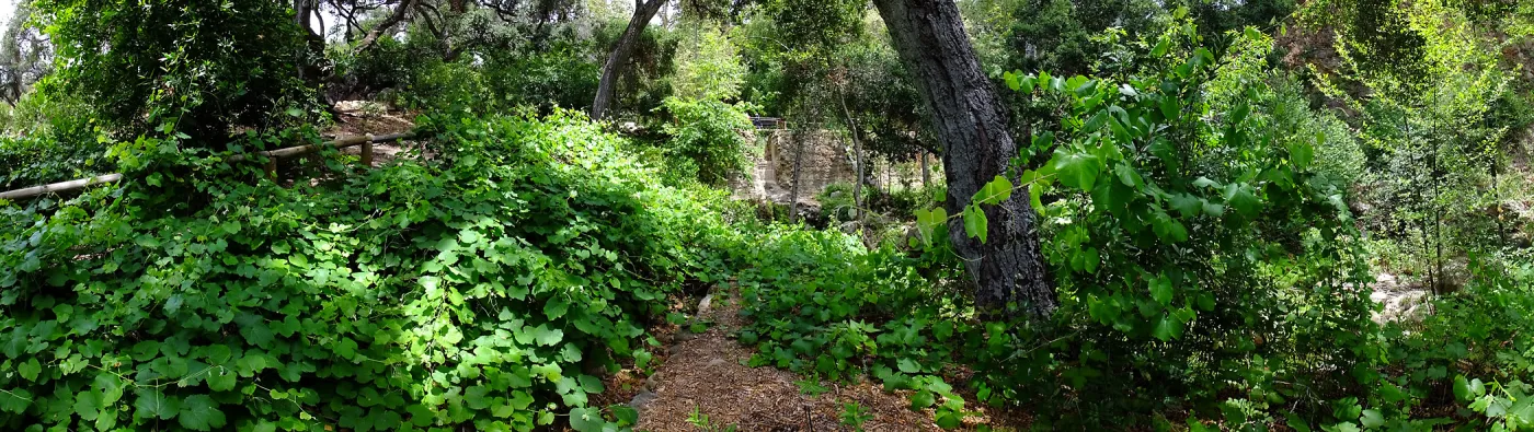 Vitis Rogers Red and Mission Dam