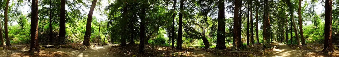 Redwood Section