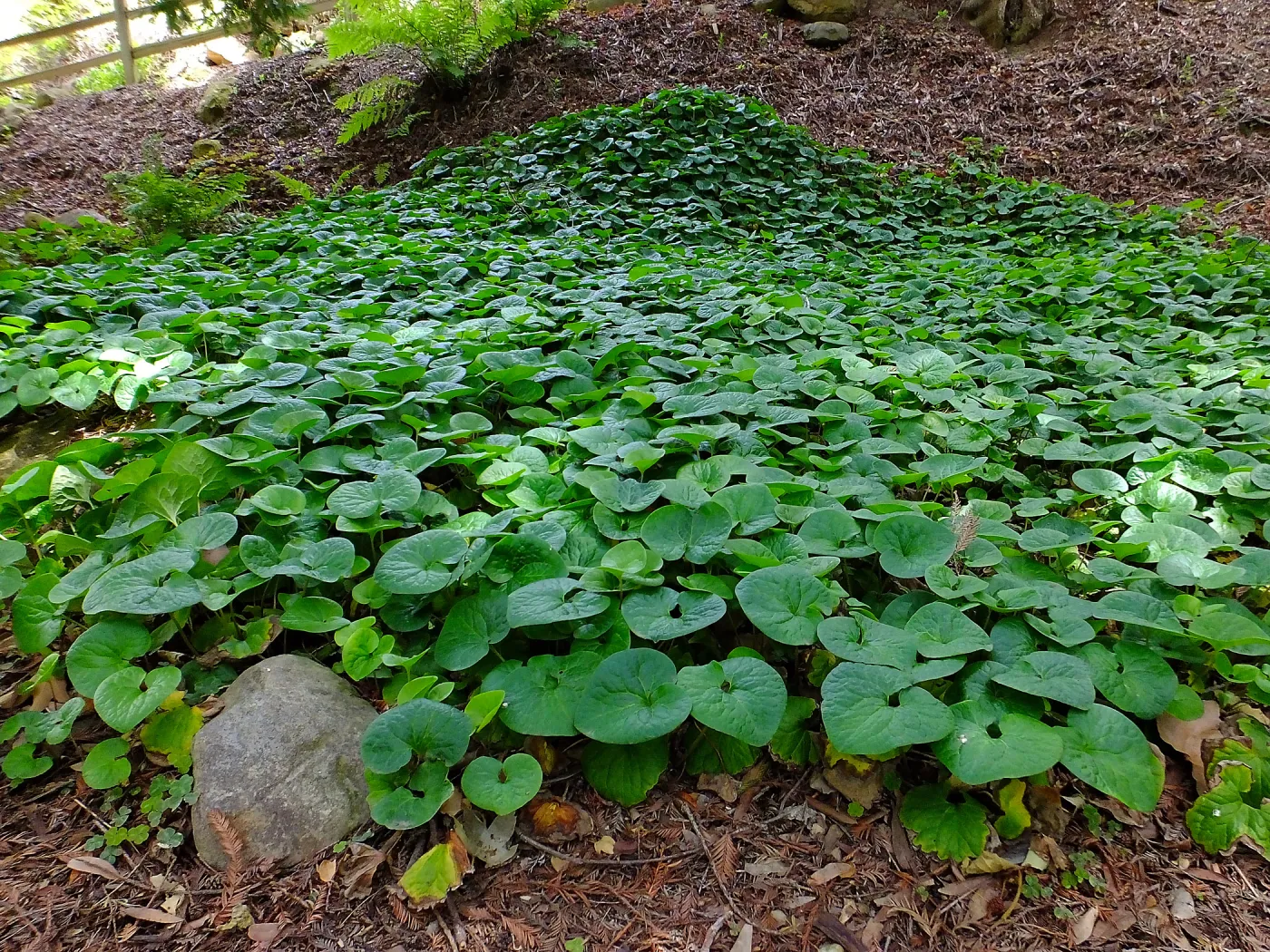 Wild Ginger in Redwood Section