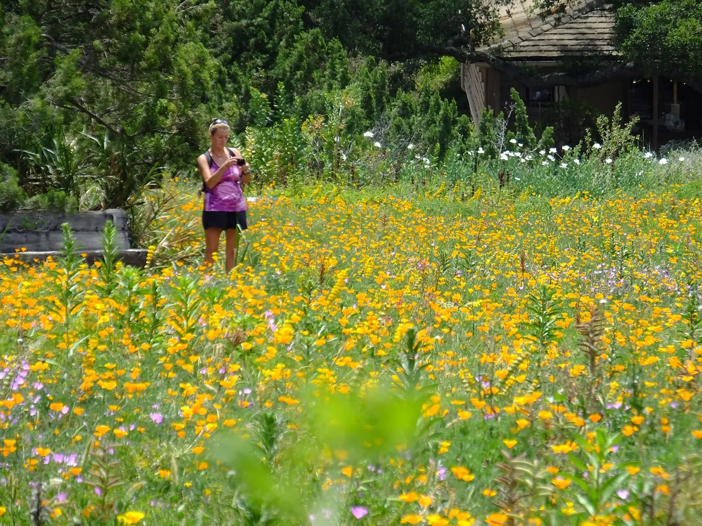 Visitor in Meadow