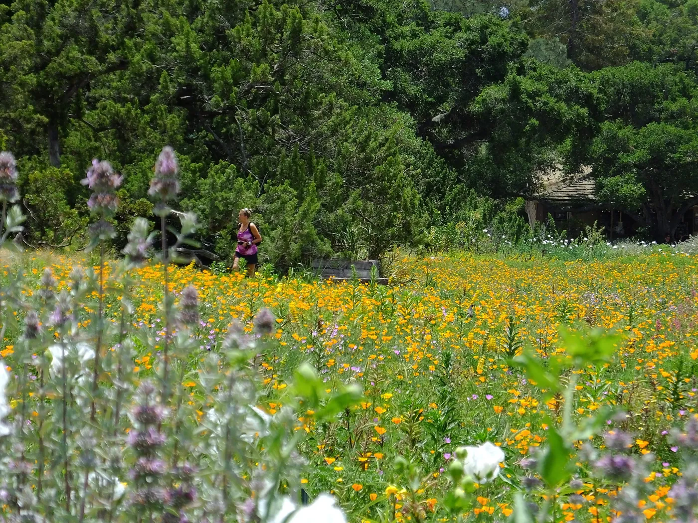 Visitor in Meadow