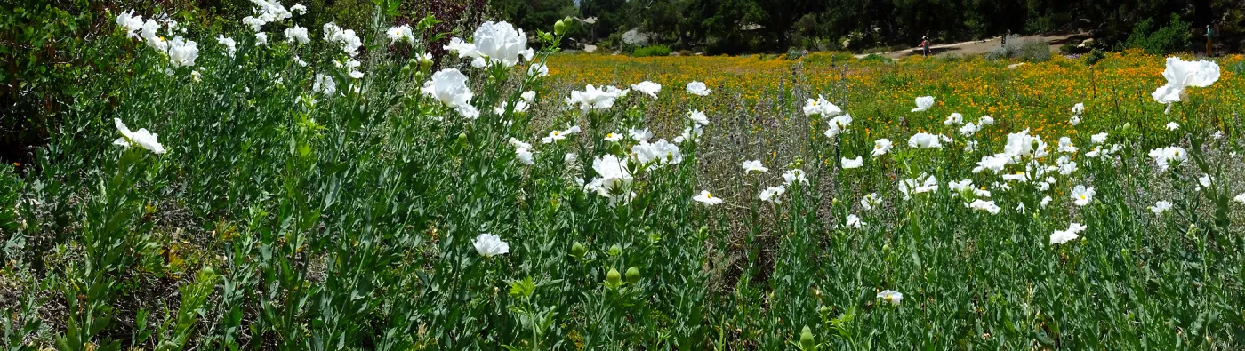 Matilija poppies at top of Meadow