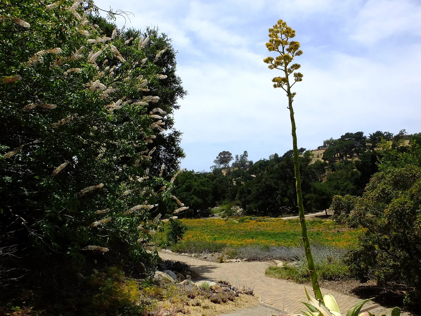 California Buckeye, Mescal Pardo, and Meadow