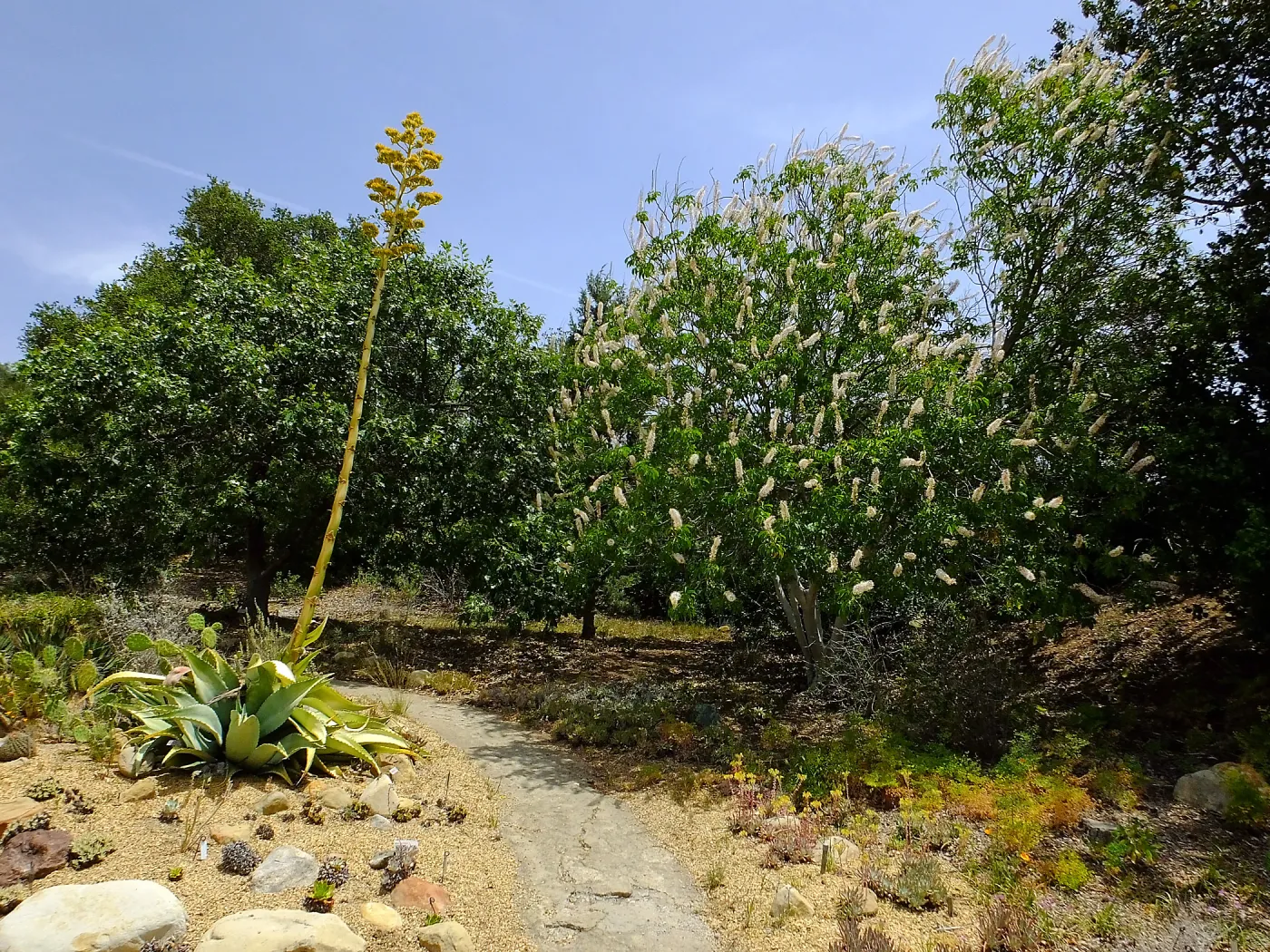 Mescal Pardo and California Buckeye
