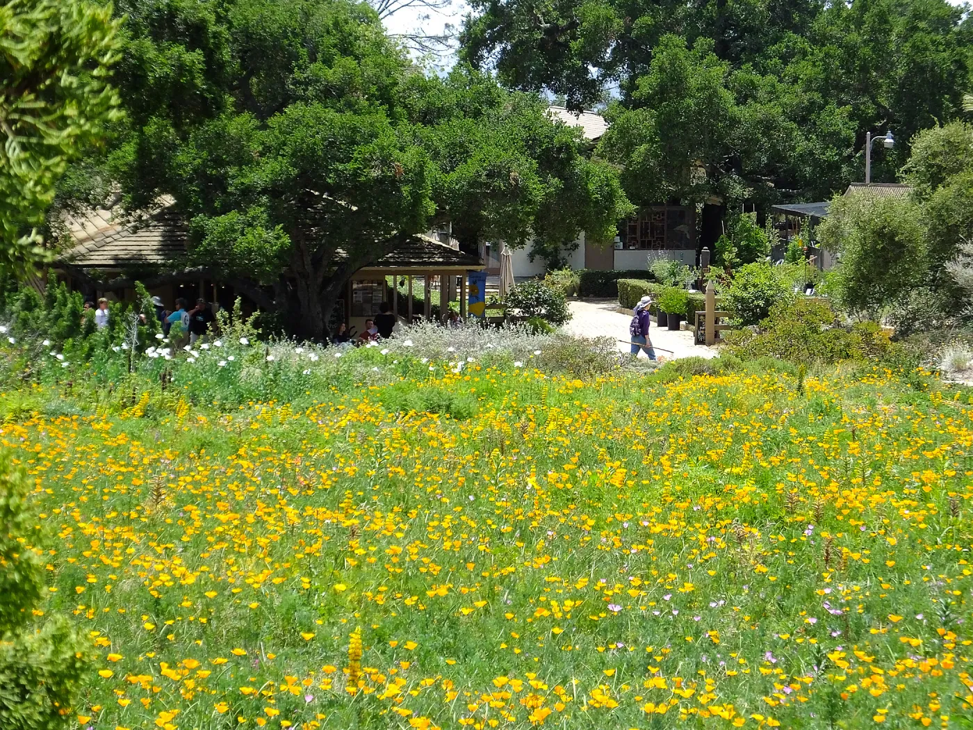 Meadow and Courtyard