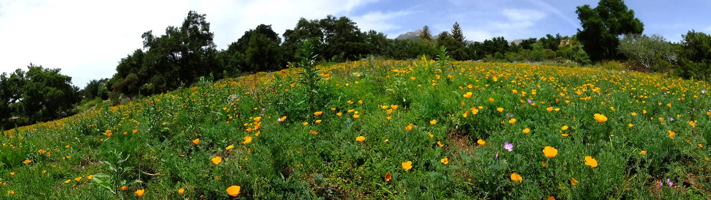 Meadow panorama