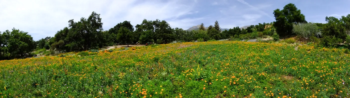 Meadow panorama