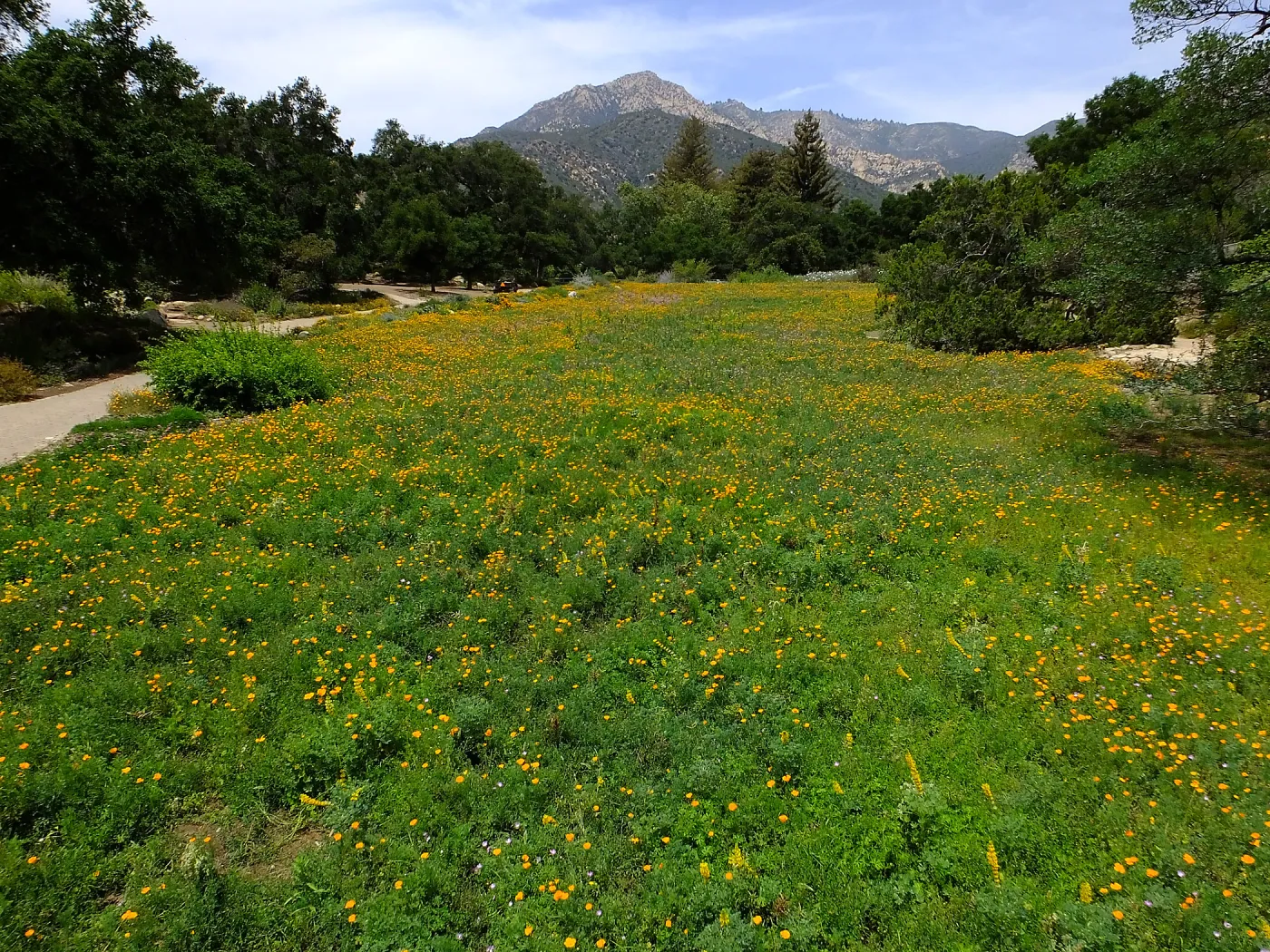 Meadow wildflower display