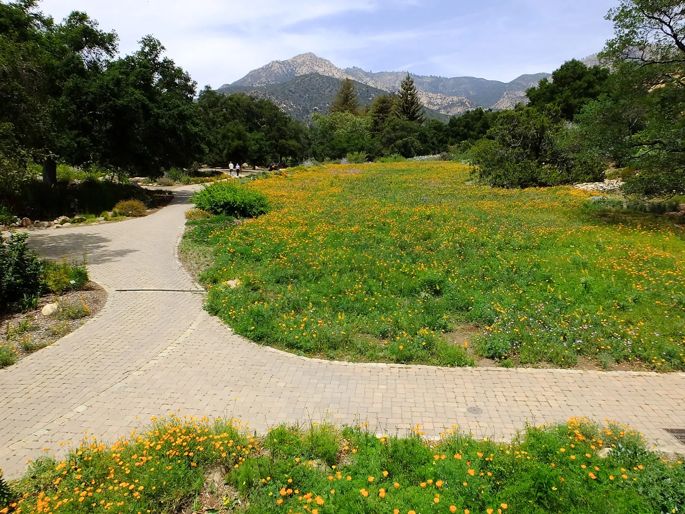 Meadow wildflower display