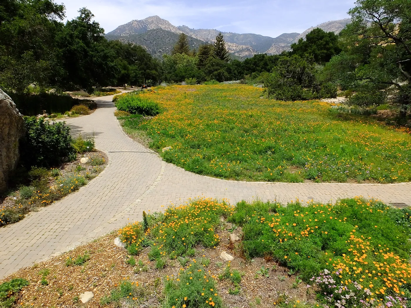 Meadow wildflower display