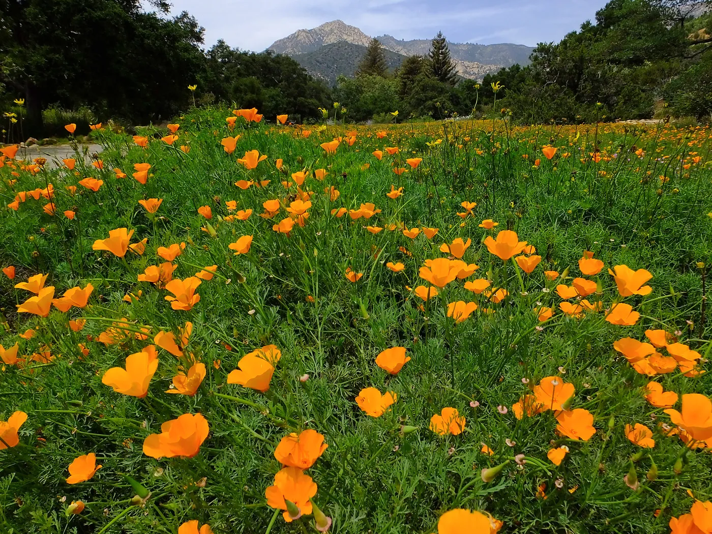 Meadow wildflower display