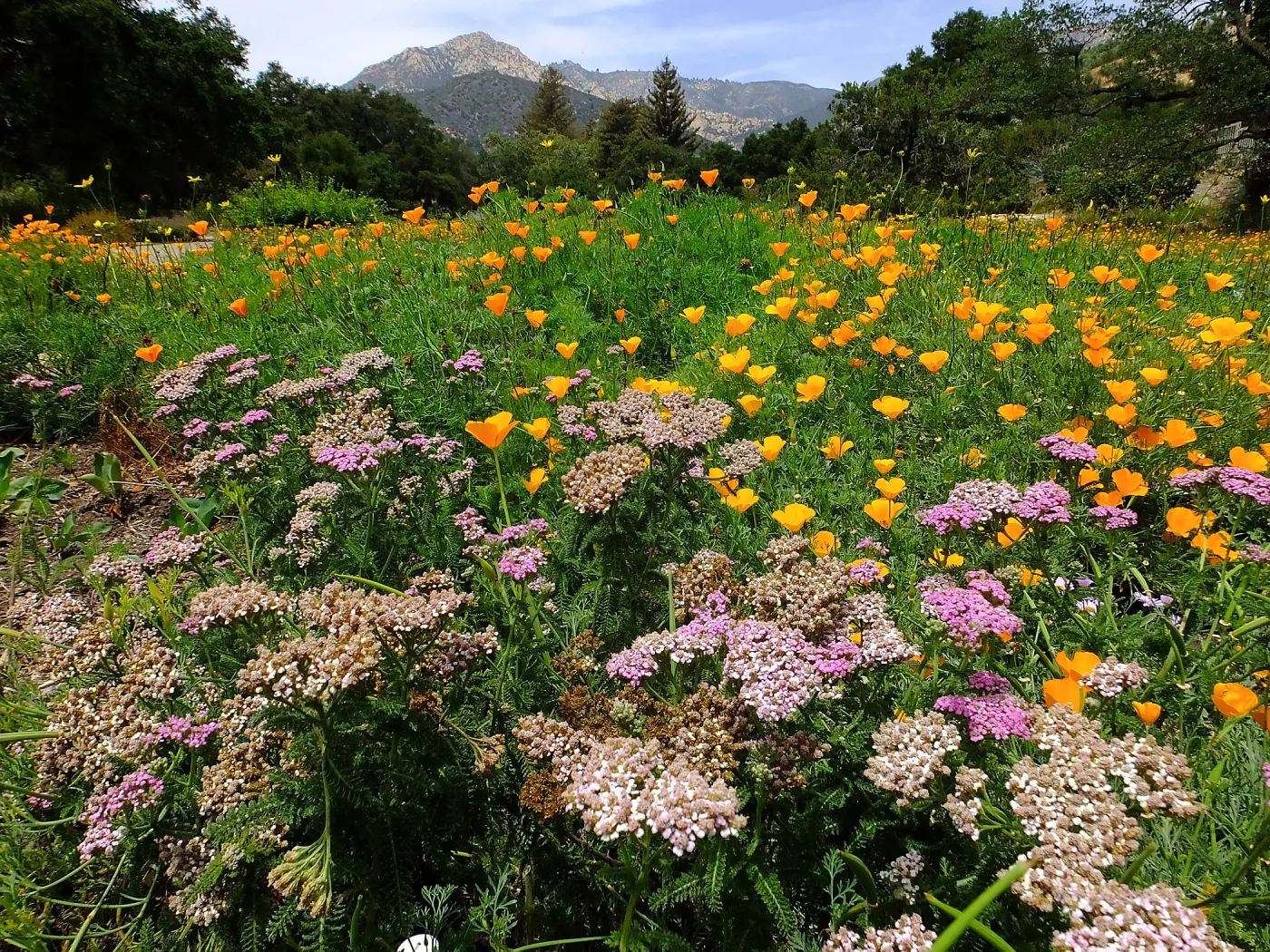 Yarrow and Poppies