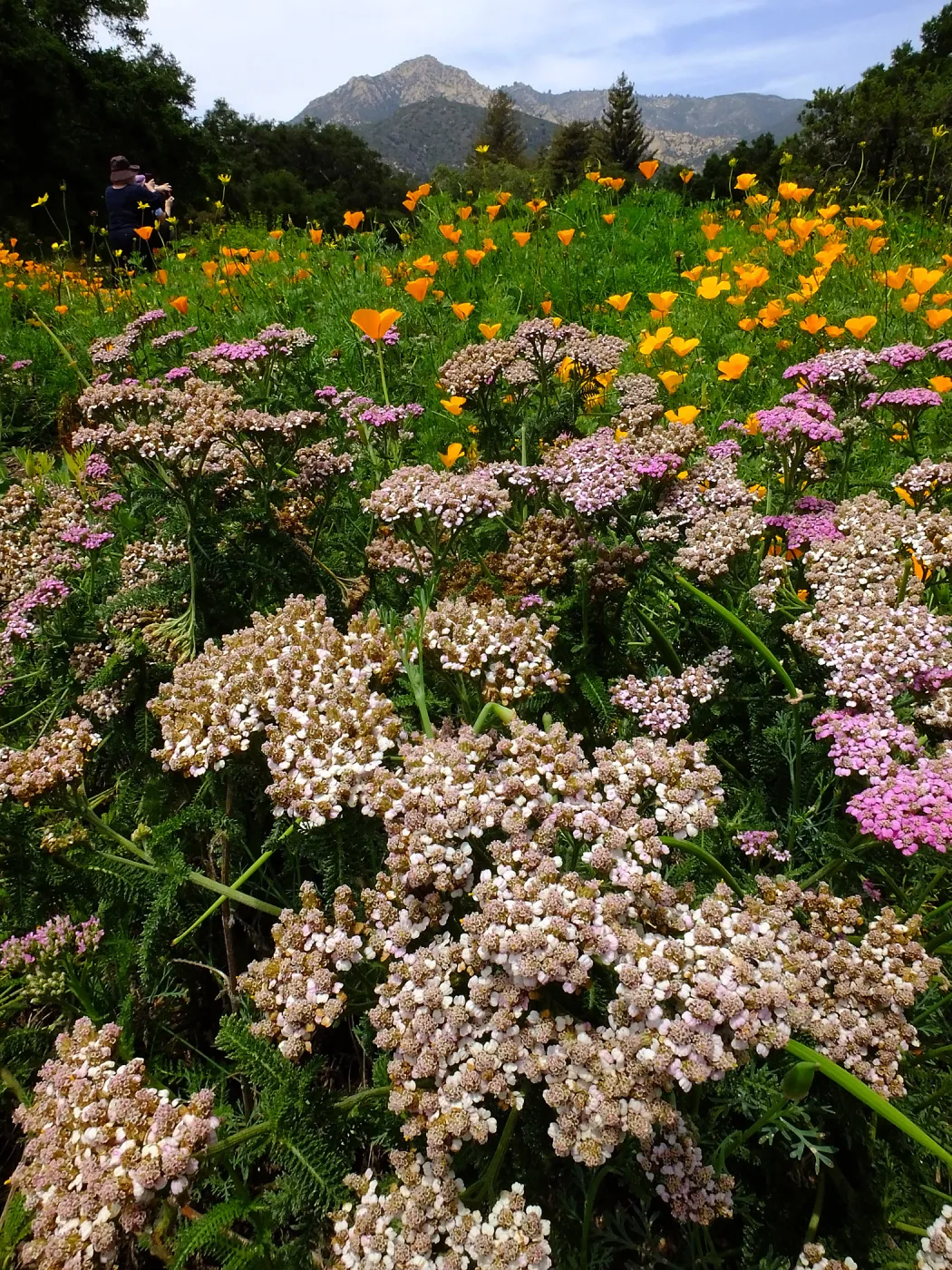 Yarrow and Poppies