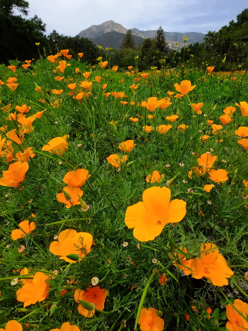 Meadow wildflower display