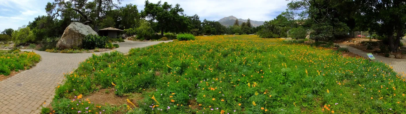 Meadow wildflower display panorama