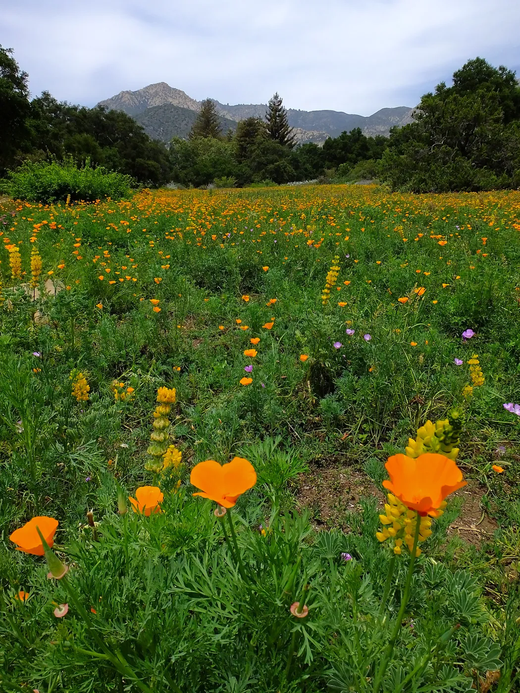 Meadow wildflower display