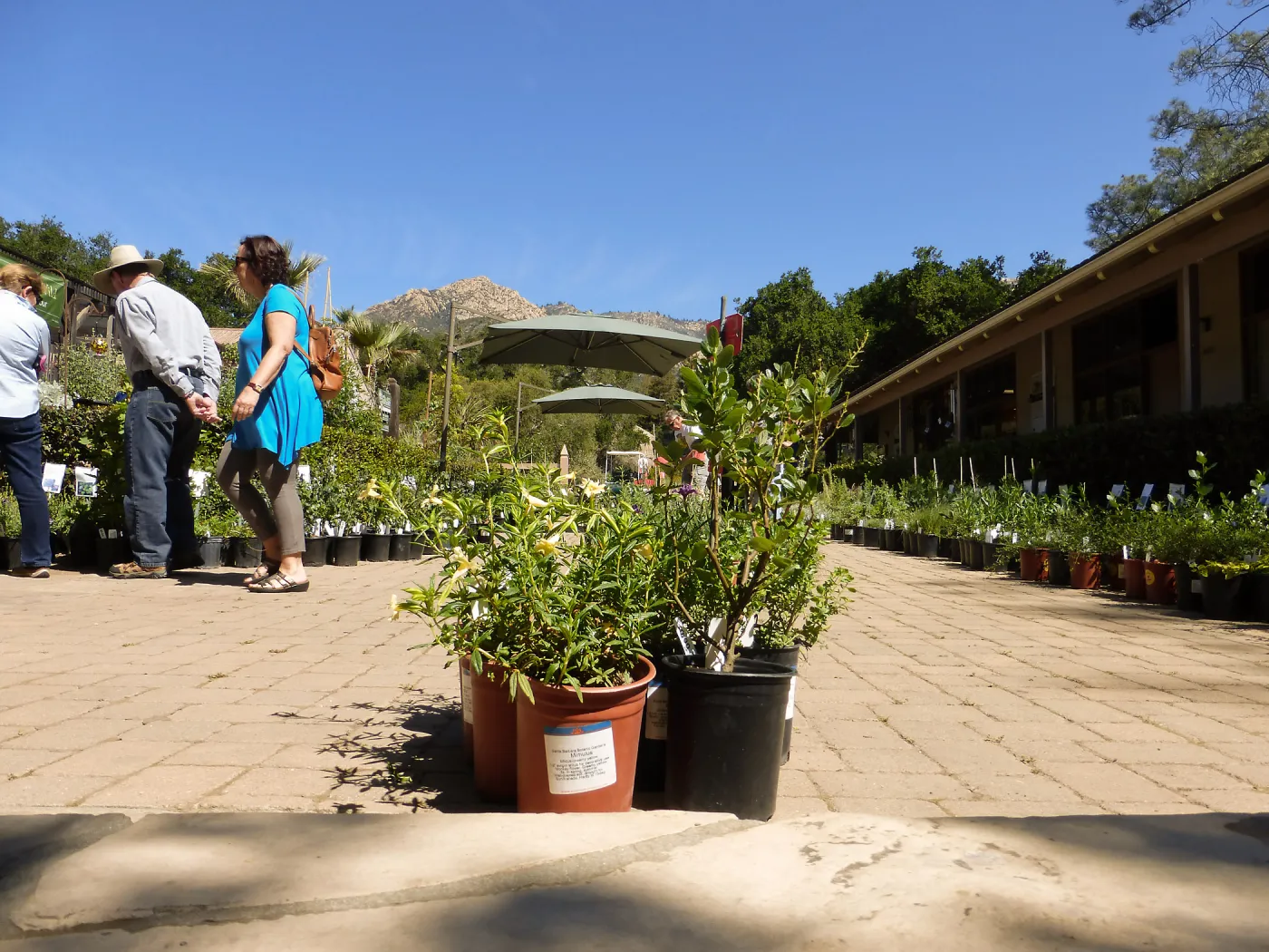 Spring Plant Sale 2015