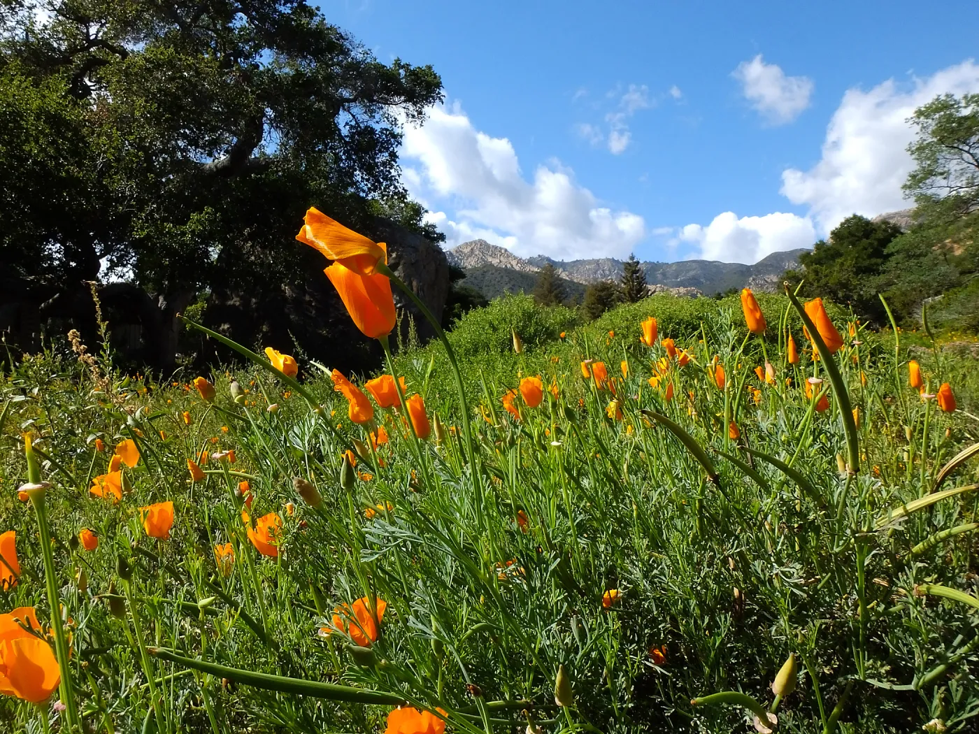 California Poppies in the Groundcover Section