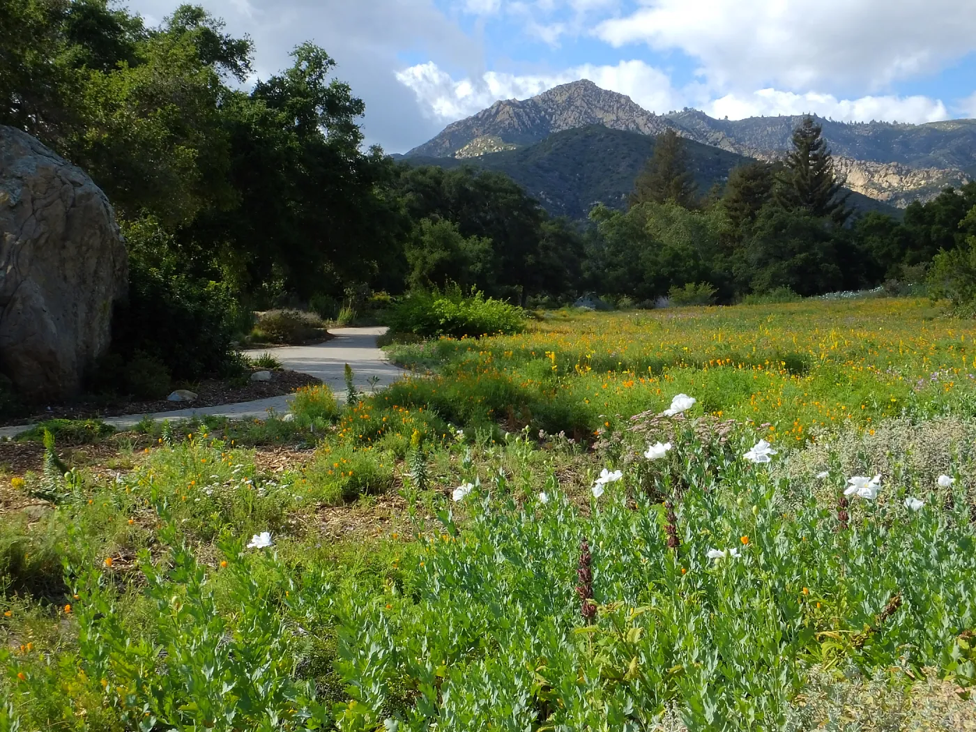 Matilija poppies, Blaksley Boulder, Meadow