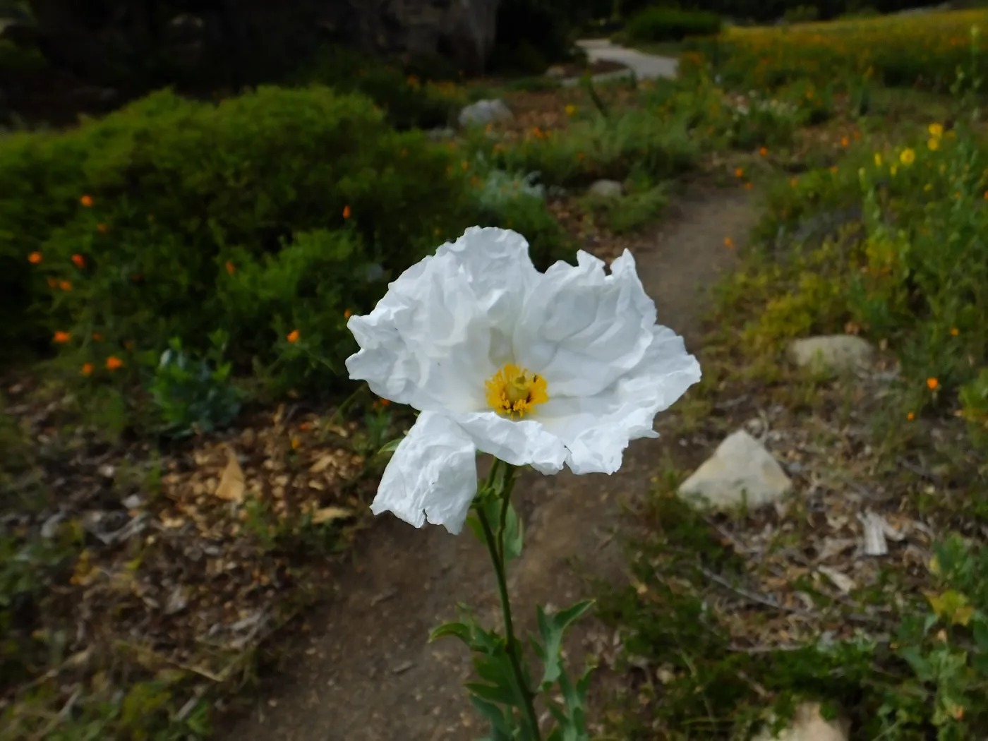Matilija poppy, Ground Cover Section