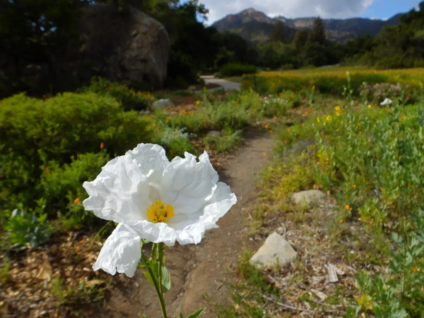 Matilija poppy, Blaksley Boulder, Meadow