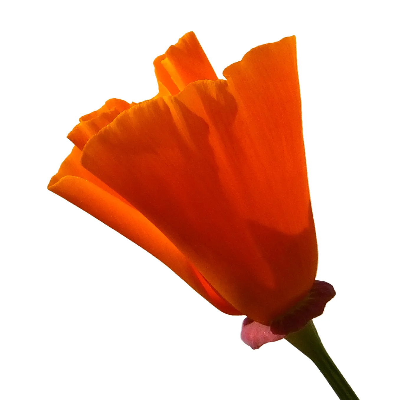 California poppy