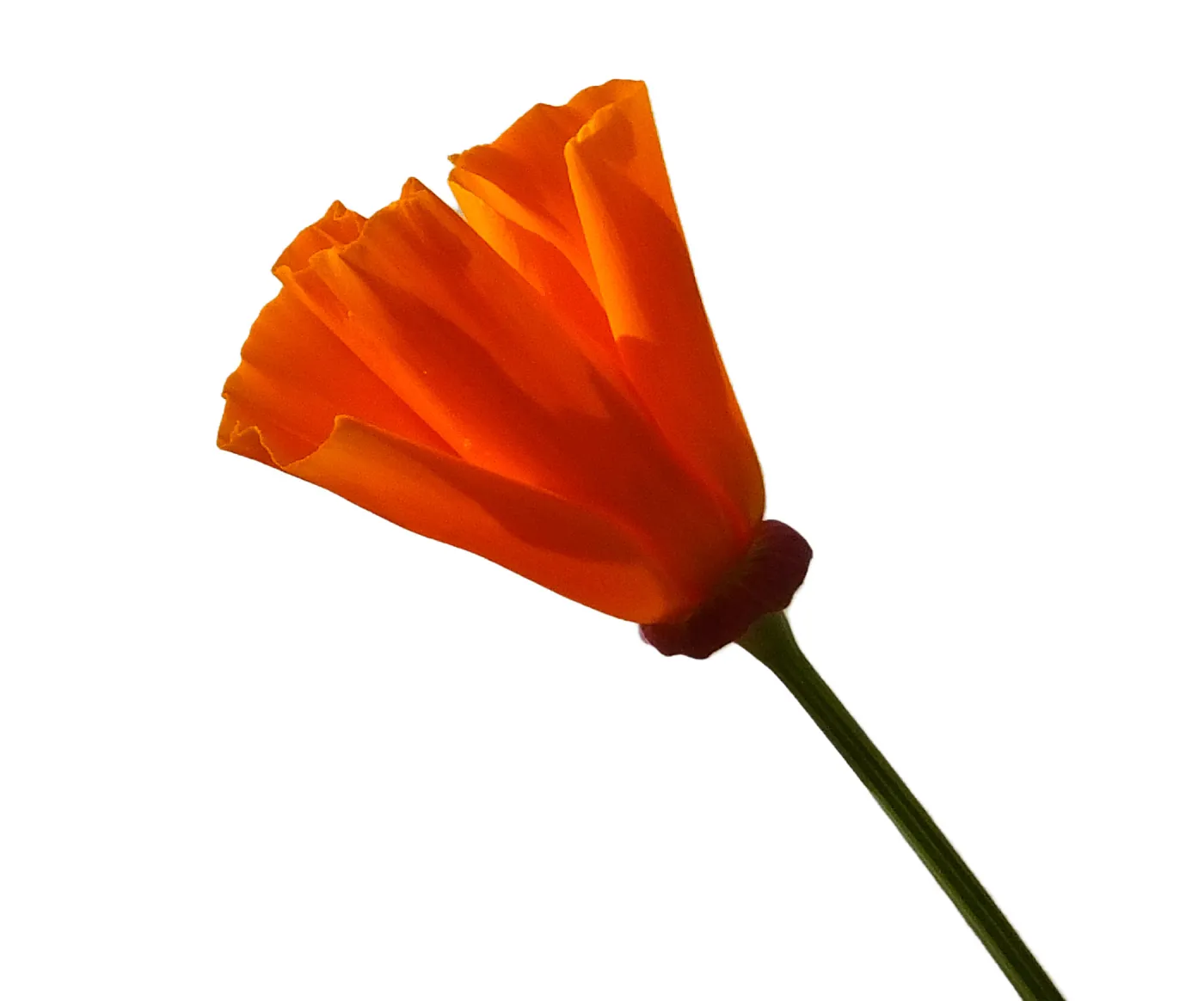 California poppy