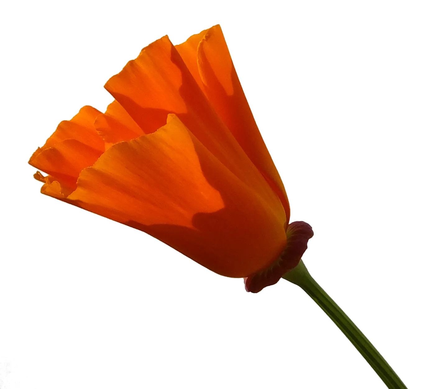 California poppy