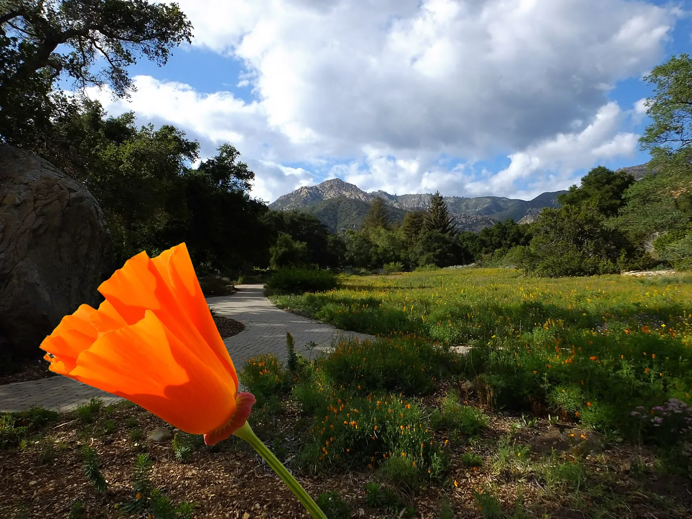 Composite image of Meadow and California Poppy close-up