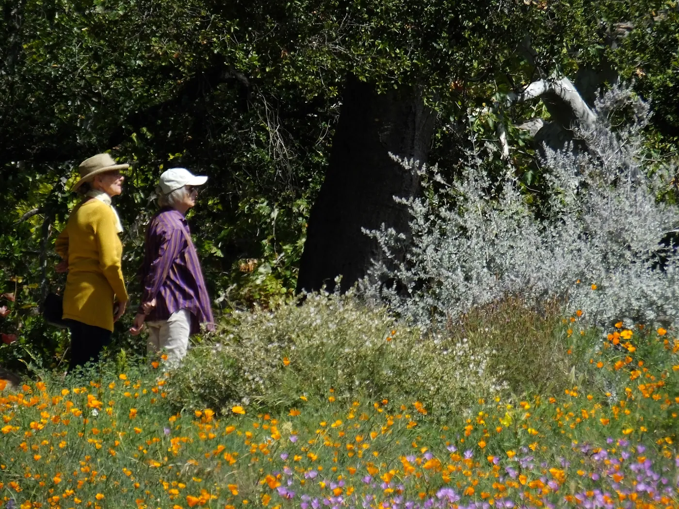 Seniors Free Day visitors at upper Meadow
