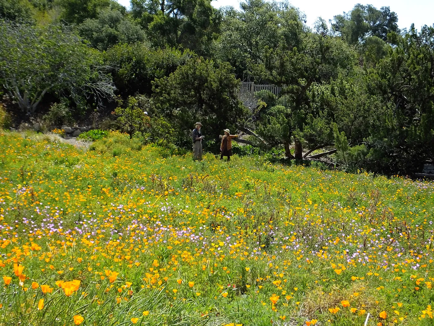 Seniors Free Day photographing in Meadow