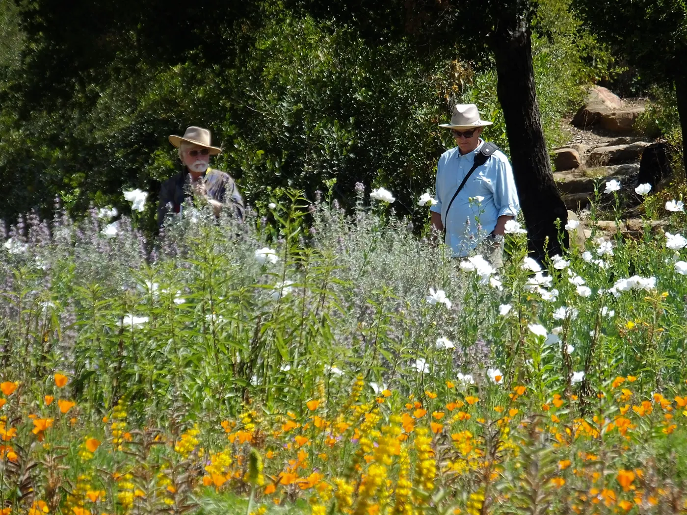 Seniors Free Day, photographing Matilija poppies at upper Meadow