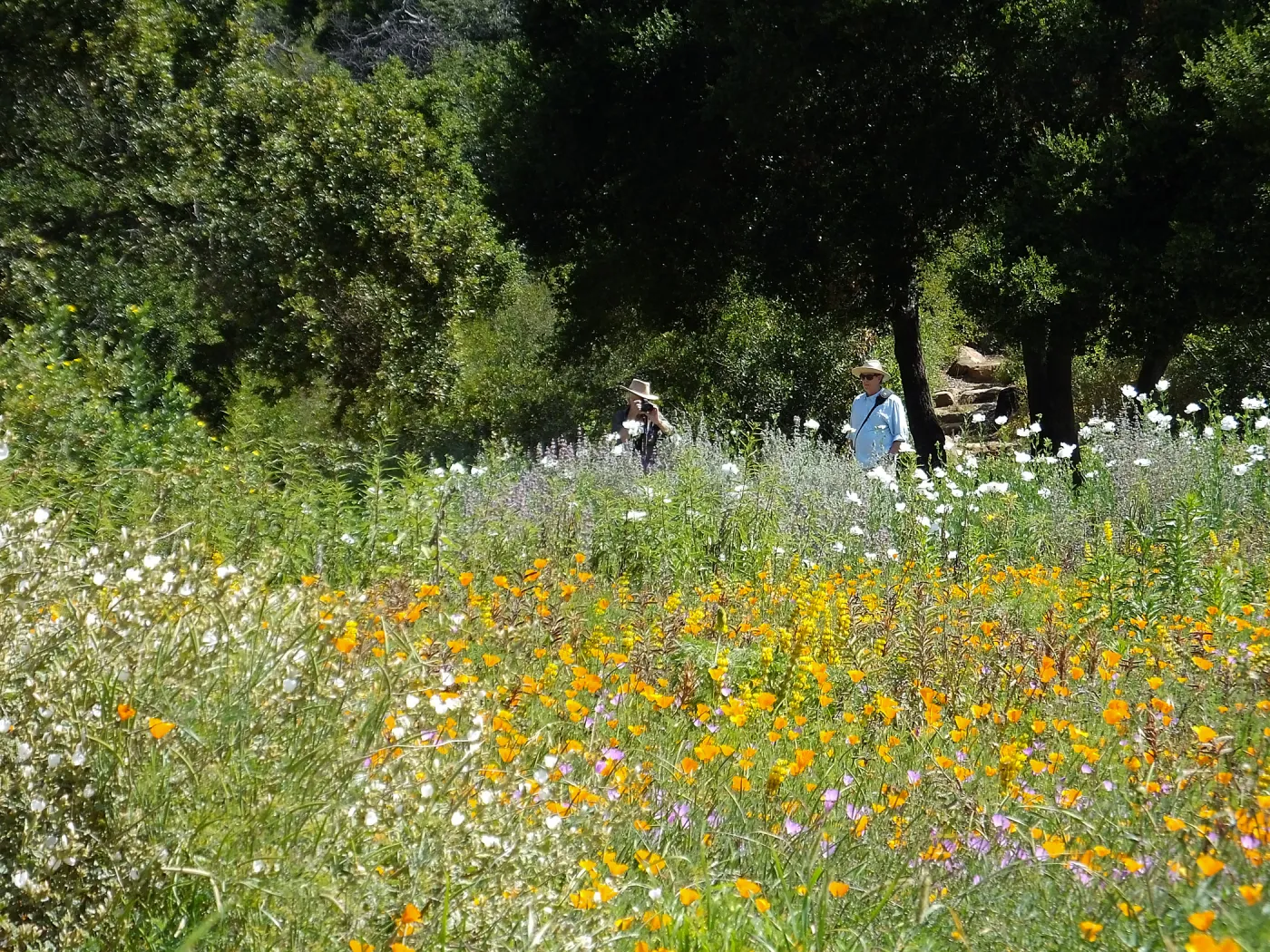 Seniors Free Day, photographing Matilija poppies at upper Meadow