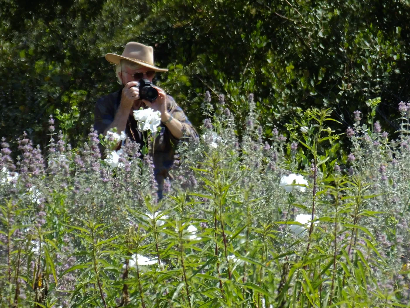 Seniors Free Day, photographing Matilija poppies at upper Meadow