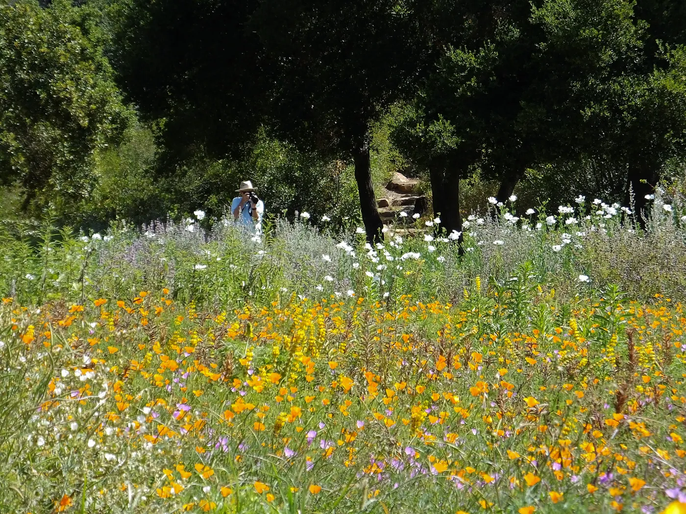 Seniors Free Day, photographing Matilija poppies at upper Meadow