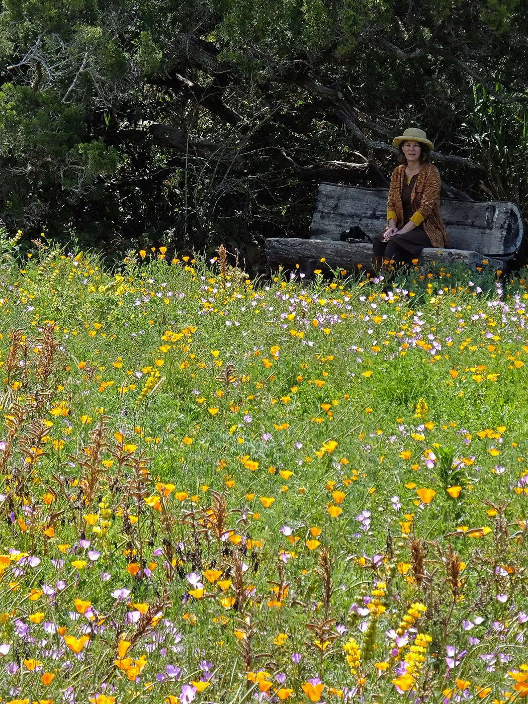 Visitor admiring Meadow from Thomas Holton Bench