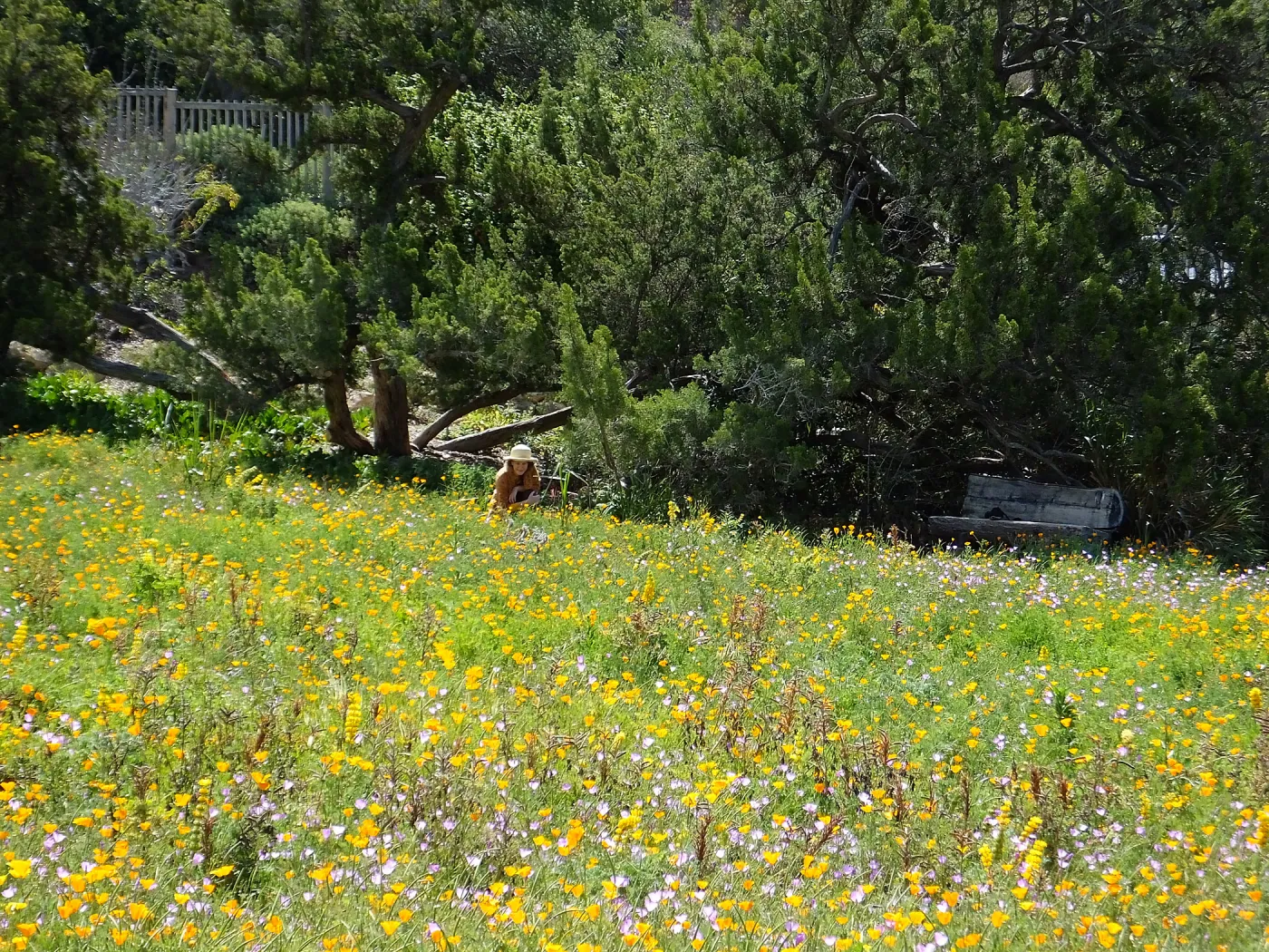 Visitor admiring Meadow