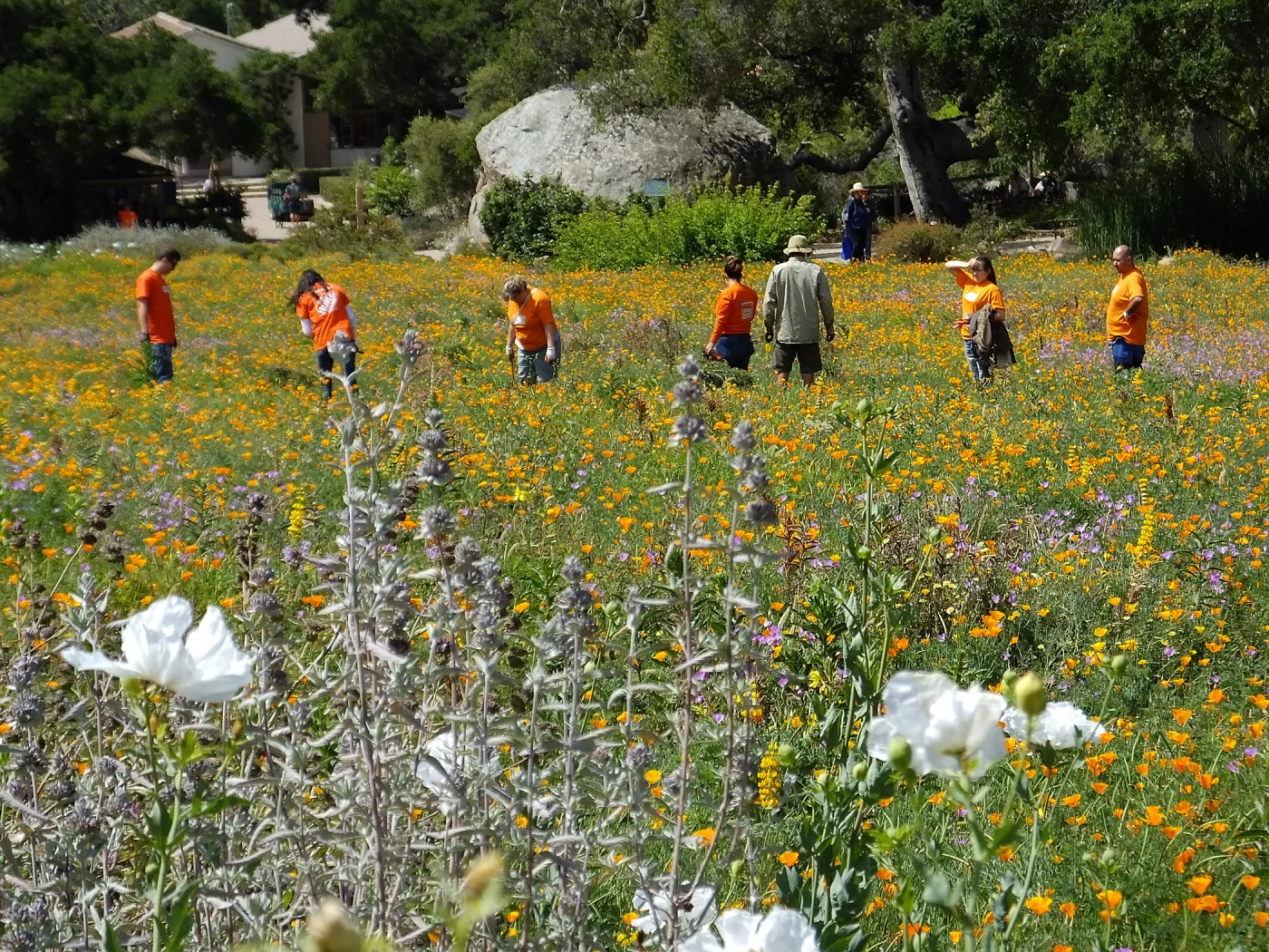 Volunteer crew from Home Depot weeding in Meadow