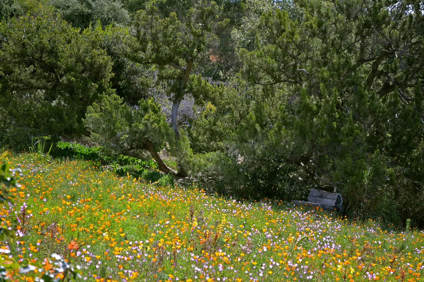 Meadow wildflowers and Thomas Holton Bench